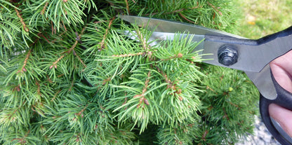 Okatsune 203 Bonsai-Schere – 210 mm | 55 mm Klinge | 240 g | Bonsai Basami