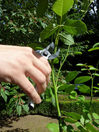 OKATSUNE 104 Gartenschere extra groß | Japanische Profi-Gartenschere für große Hände, 210 mm Länge, rasiermesserscharfe Klingen für Äste bis 25 mm, unbestrittene Nummer 1 in Japan