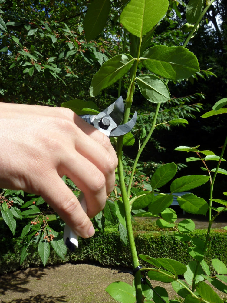 Okatsune 101 Gartenschere – 180 mm | Für kleine Hände | 25 mm Astdurchmesser | 177 g