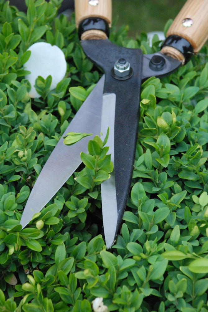 Okatsune 204 Karikomi-Heckenschere – 665 mm | Mittelgroßer Griff | 145 mm Klinge