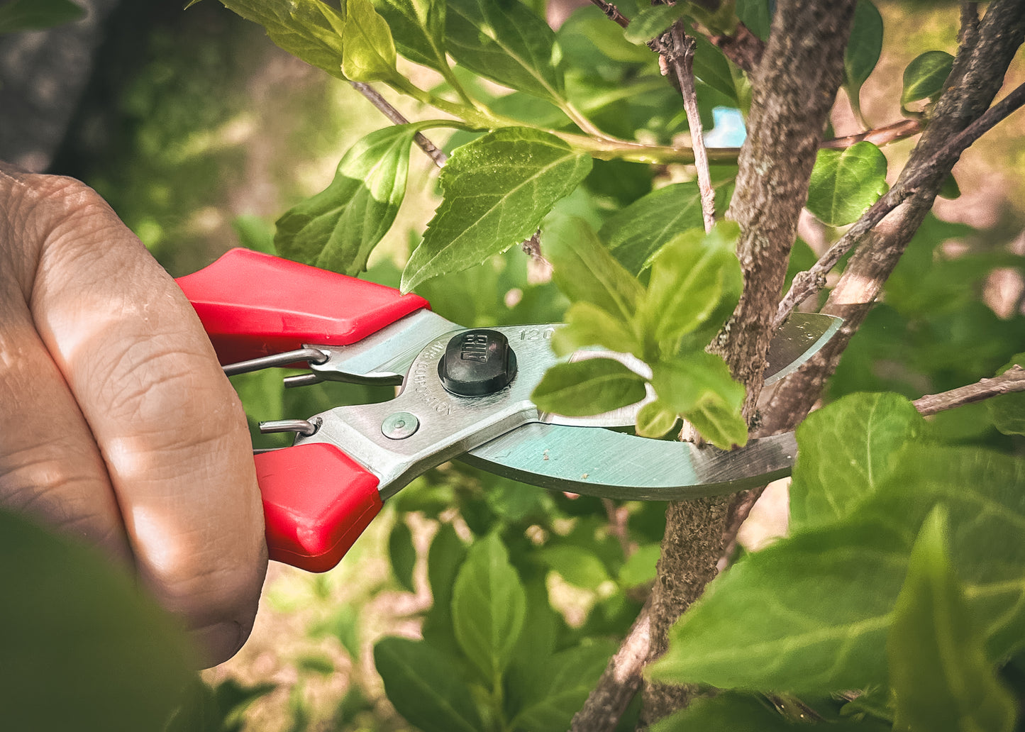 Cut360 Kleine Gartenschere, Rosenschere für Zweigdurchmesser bis Ø 22 mm, Kleine Gartenschere perfekt ausbalanciert
