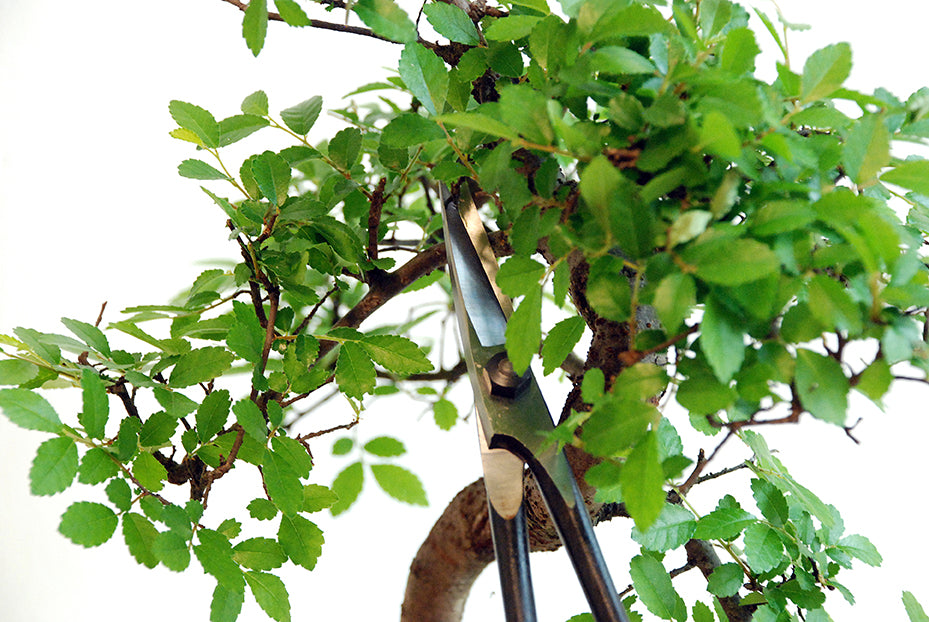 Okatsune 206 Bonsai-Schere – 220 mm | 55 mm Klinge | Ultraleicht 175 g | Präzisions-Gartenschere