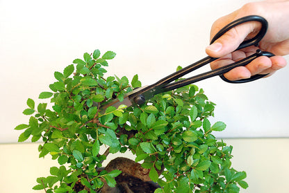 Okatsune 206 Bonsai-Schere – 220 mm | 55 mm Klinge | Ultraleicht 175 g | Präzisions-Gartenschere