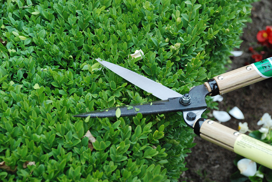 Okatsune 216 Heckenschere kurz – 515 mm | 300 mm Griff | 145 mm Klinge | 740 g