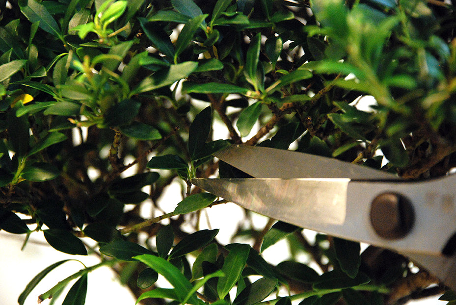 Okatsune 221 Bonsai-Schere kurz – 200 mm | 52 mm Klinge | 215 g | Präzisionsschere