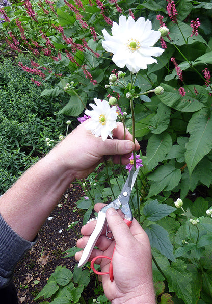 Okatsune 304 Blumenschere – 190 mm | 45 mm Klinge | 2,3 mm Klingenstärke | 110 g