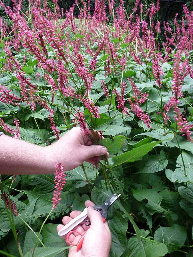Okatsune 304 Blumenschere – 190 mm | 45 mm Klinge | 2,3 mm Klingenstärke | 110 g