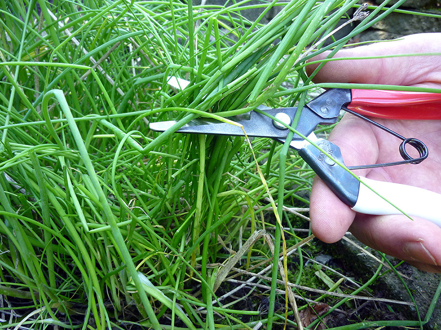 Okatsune 306 Stecklingsschere – 193 mm | 45 mm Klinge | Abgerundete Spitze | 118 g