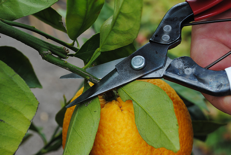 Okatsune 307 Stecklingsschere – Kurze 35-mm-Klinge | Japanische Profi-Stecklingsschere