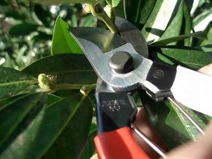 OKATSUNE 103 – Japanische Gartenschere 200 mm | ultra-scharf, robust | Schnitt bis 25 mm für Rosen, Reben, Sträucher & Obstbäume | 55 mm Klinge | 227 g | präziser Sauberschnitt für Garten, Obstbau