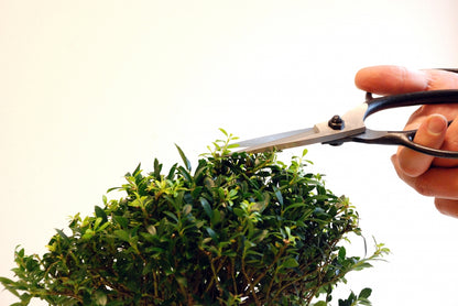 Okatsune 200 Bonsai-Schere – Traditionelle japanische Bonsai Basami