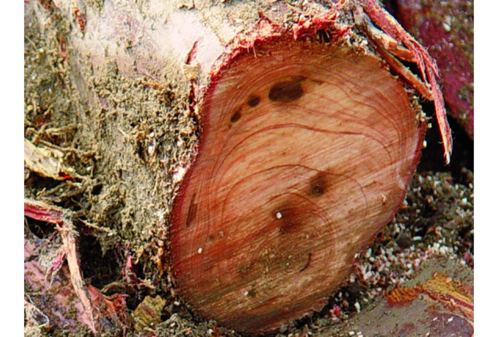 Silky Ersatzblatt Gomtaro Pro-Sentei 300 mm – Japansägeblatt mit Fein- und Grobverzahnung, 14/8 Zähne je 30 mm, hartchrombeschichtet für präzise Schnitte in Holz und Baumpflege