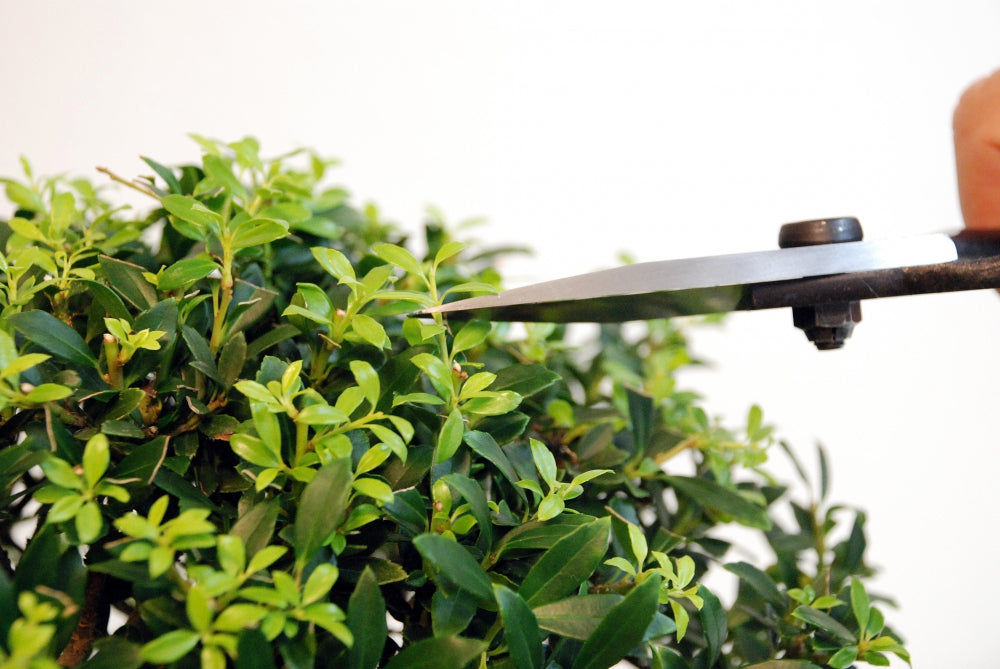 Okatsune 201 Bonsai-Schere – 210 mm | 55 mm Klinge | Gummistopfen | 250 g