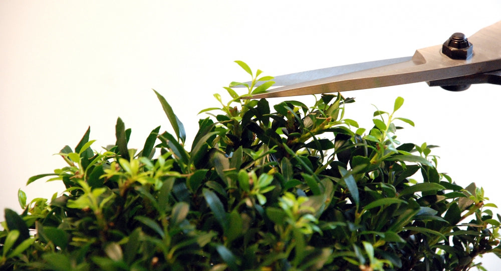 Okatsune 201 Bonsai-Schere – 210 mm | 55 mm Klinge | Gummistopfen | 250 g