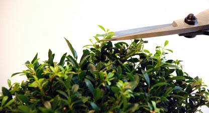 Okatsune 201 Bonsai-Schere – 210 mm | 55 mm Klinge | Gummistopfen | 250 g