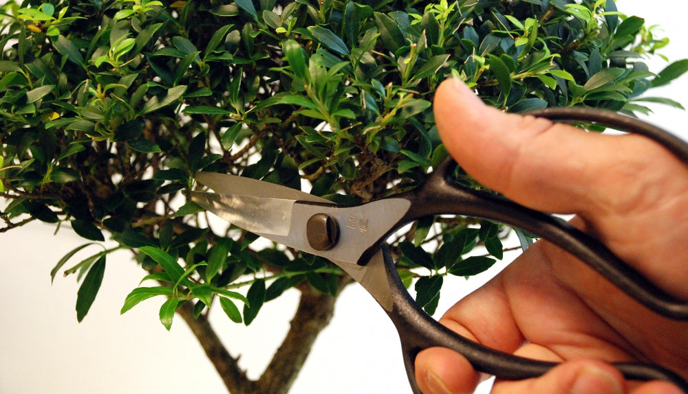 Okatsune 221 Bonsai-Schere kurz – 200 mm | 52 mm Klinge | 215 g | Präzisionsschere