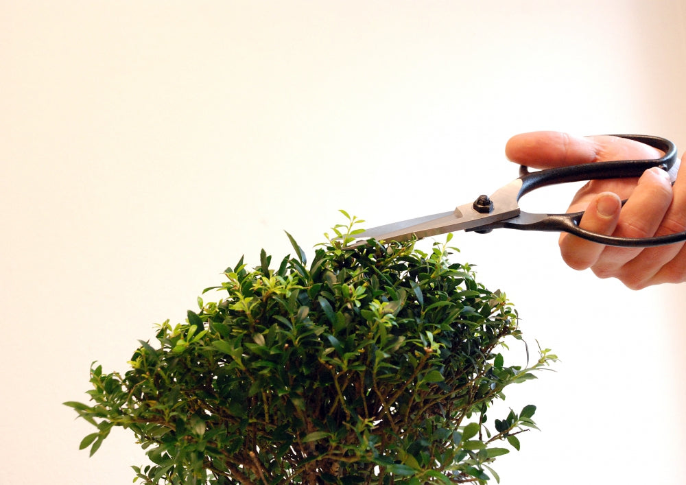 Okatsune 200 Bonsai-Schere – Traditionelle japanische Bonsai Basami