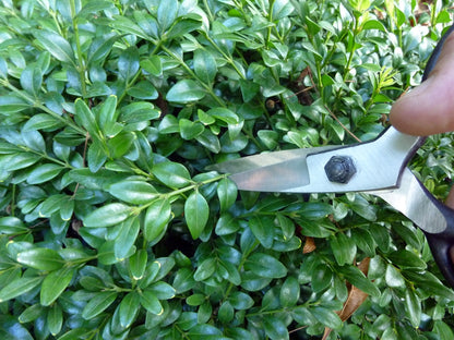 Okatsune 203 Bonsai-Schere – 210 mm | 55 mm Klinge | 240 g | Bonsai Basami