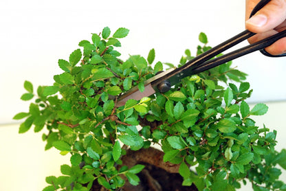 Okatsune 206 Bonsai-Schere – 220 mm | 55 mm Klinge | Ultraleicht 175 g | Präzisions-Gartenschere