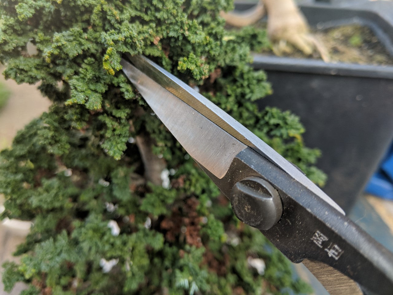 Okatsune 201 Bonsai-Schere – 210 mm | 55 mm Klinge | Gummistopfen | 250 g