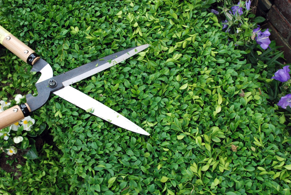 Okatsune 231 Heckenschere – 570 mm | 300 mm Griff | 200 mm Klinge | 807 g